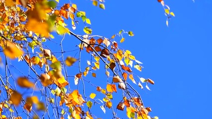 Canvas Print - Autumn background. Beautiful birch tree with colorful leaves swirling, fluttering in the wind on a tree, on blue sky abstract backdrop with sun flares. Orange, red and yellow colors. Slow motion