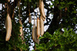 Selective focus on a Variety of seed pods of the Kigelia africana. The tree is also the Sausage tree or in Afrikaans the Worsboom.
