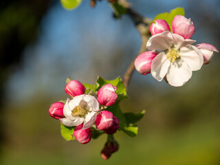 Canvas Print - Apfelblüte