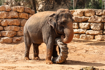 Wall Mural - Cute elephant playing with wheel in zoo on sunny day