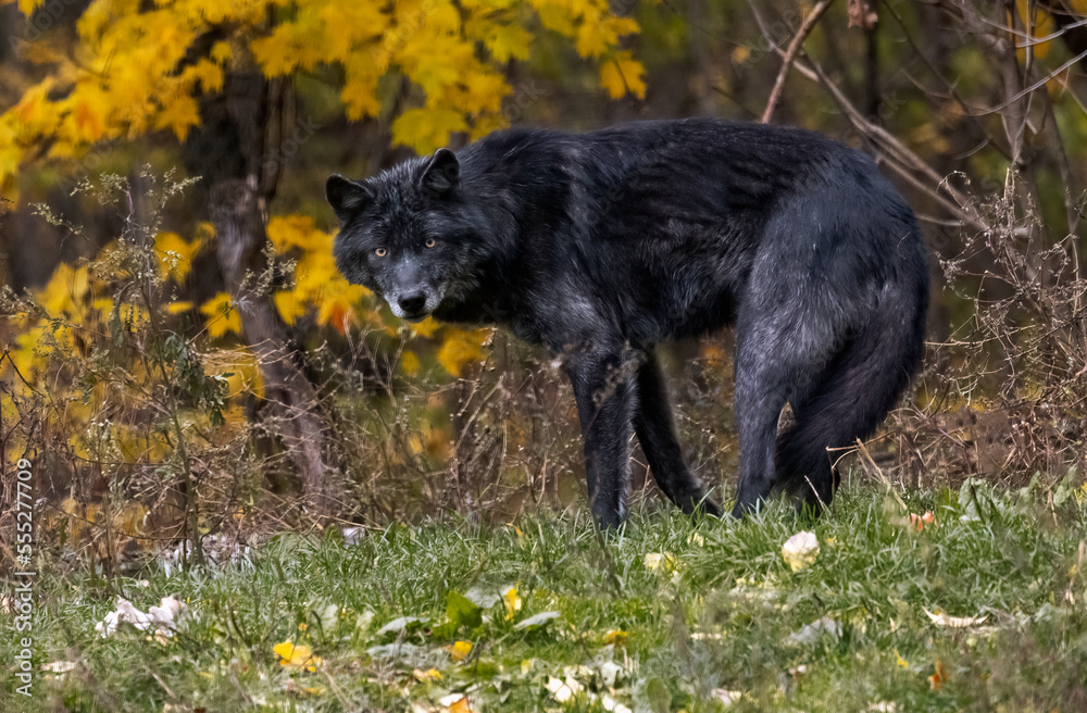 A big adult black wolf with yellow eyes caught off guard turns around ...