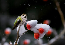 An Adorable Tiny Ana's Hummingbird Stands On A Branch With Red Berry Covered Snow In Cold Winter