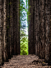 Wall Mural - path in the woods