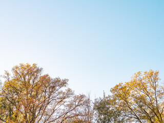 Wall Mural - Colorful trees in autumn and a clear blue sky for background and with copy space
