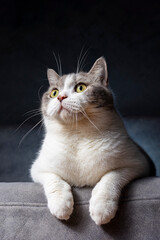 Wall Mural - Scottish fold cat sitting on black background. Tabby cat with yellow eyes on sofa in house. White cat in studio.