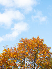 Wall Mural - Colorful trees in autumn and a clear blue sky for background and with copy space