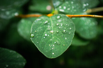 Wall Mural - Water droplets on green leaves after a summer rain