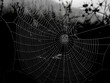 © emerald_media - aesthetic spider web with its wonderful architecture and creative design