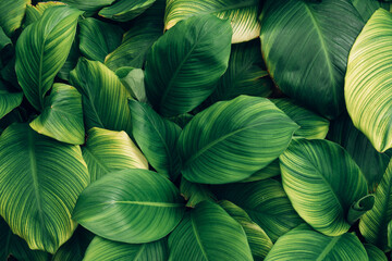Papier Peint - leaves of Spathiphyllum cannifolium, abstract green texture, nature background, tropical leaf