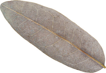 Dry leaf naturally for element and decoration.