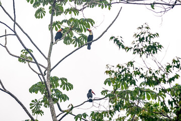 toucan on a tree branch in the amazon forest
