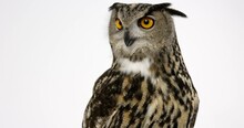 Eurasian Eagle Owl Looking Off Screen  - Close Up On Face - White Background