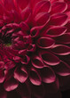 © Yumiko Kinoshita - magenta red dahlia flower