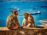Fototapeta Łazienka - Małpy na Gibraltarze