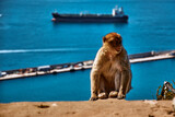 Fototapeta Łazienka - Małpa na Gibraltarze