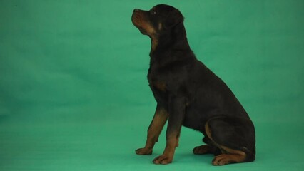 Sticker - rottweiler sitting and looking at the green screen, side view