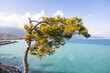 The pine tree on the coast of the Mediterranean Sea