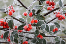 Frozen Cotoneaster Berries, Derbyshire England

