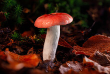 This Mushroom With A Red Shaded Cap And A White Stem Is A Good Edible Mushroom Which Can Be Found All Over Europe. The Cap Is Wet From A Rain,  Found On The Forest Floor Within Brown Beech Leaves.