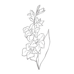 Wall Mural - Line Art Gladiolus. Birth Month Flower. Vector Logo.