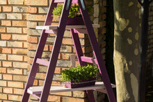 A Purple Painting Ladder As A Stand For Pots With Plants.