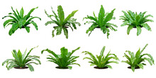 Fern Bush With Large Green Leaves.
Total 8 Trees.
White Background. (png)