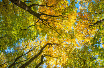 Wall Mural - Autumn leaves with the blue sky background