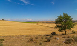 Fototapeta Sawanna - view of a crop field in Spain