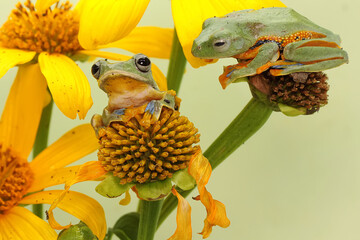 Wall Mural - Two green tree frogs are hunting for prey on a bush. This amphibian has the scientific name Rhacophorus reinwardtii.