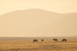 Herd of gemsbok grazing in savanna