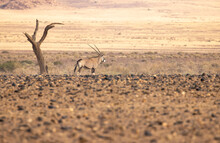 Gemsbok Antelope Standing In Desert