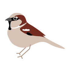 House Sparrow Bird Vector Illustration Icon