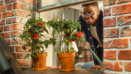 Aufkleber - Young Handsome Male Spraying and Watering Home-Grown Eco-Friendly Tomatoes that Are Potted on a Window Sill Outside His Stylish Loft Apartment. Growing Vegetables at Home in the City.