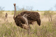 Autruche somalienne, Autruche de Somalie, femelle,.Struthio molybdophanes,  Somali Ostrich, Parc national de Samburu, Kenya