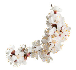 Beautiful natural blooming tree spring flowers.