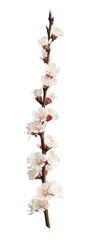 Poster - Beautiful natural blooming tree spring flowers.