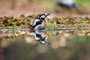 Sticker - great spotted woodpecker in the water, with reflection