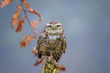 Poster - burrowing owl sitting on a branch