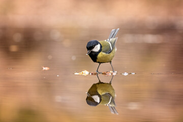 Poster - geat tit with reflection in the water