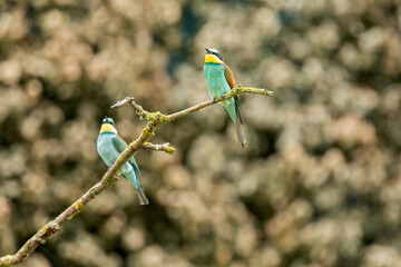 Poster - European bee-eater on a branch