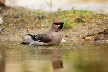 Poster - waxwing having a bath