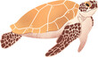 sea turtle transparent background 