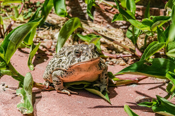 Wall Mural - toad in red blocks in the grass