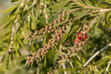 Canvas Print - graines de callistemon