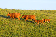 Livestock - Red Angus Bull Chasing A Red Angus Cow Coming Into Heat, Followed By Two Calves / Alberta, Canada.