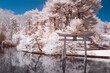 Infrared photography at the Brooklyn Botanical Garden