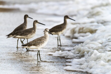 Sandpipers (Scolopacidae) Standing On The Foam On The Shore As The Tide Goes Out; Hopkins, Belize