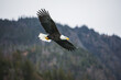 © Designpics - Bald eagle (Haliaeetus leucocephalus) in flight; Homer, Alaska, United States of America