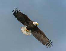 Bald Eagle (Haliaeetus Leucocephalus) In Flight With Wings Spread In A Blue Sky; Homer, Alaska, United States Of America