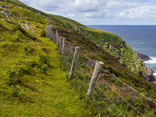 Grass Fields And Wildflowers With A Fence On The Slopes Along The Coast Of Ireland; County Kerry, Ireland